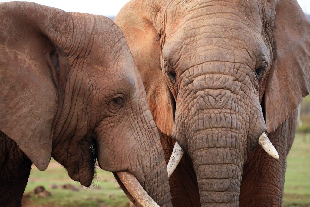 Damara and Nzewe – a story of survival