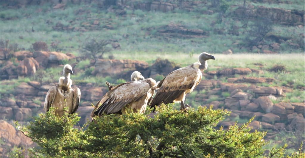 The Vultures of the Magaliesberg: A Conservation Success Story at African Hills