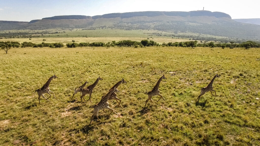 Land, Drive, Arrive: A Malaria-Free Big Five Safari Minutes from Johannesburg’s Airports